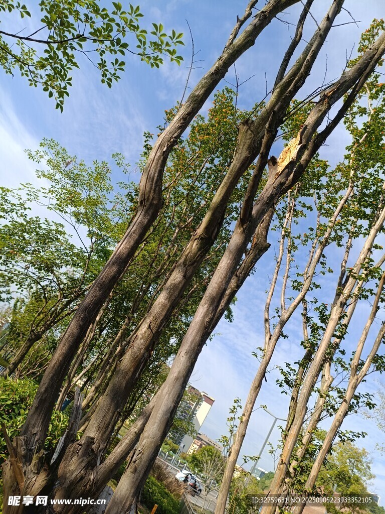 高耸入云的奇特树木景观