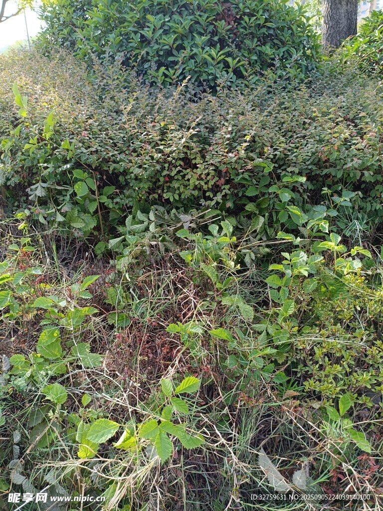 户外繁茂绿植景观