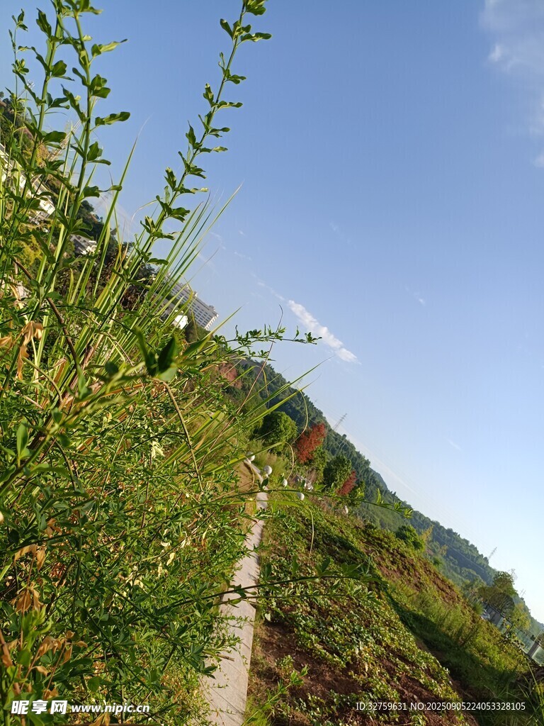 山间小径旁的葱郁绿植