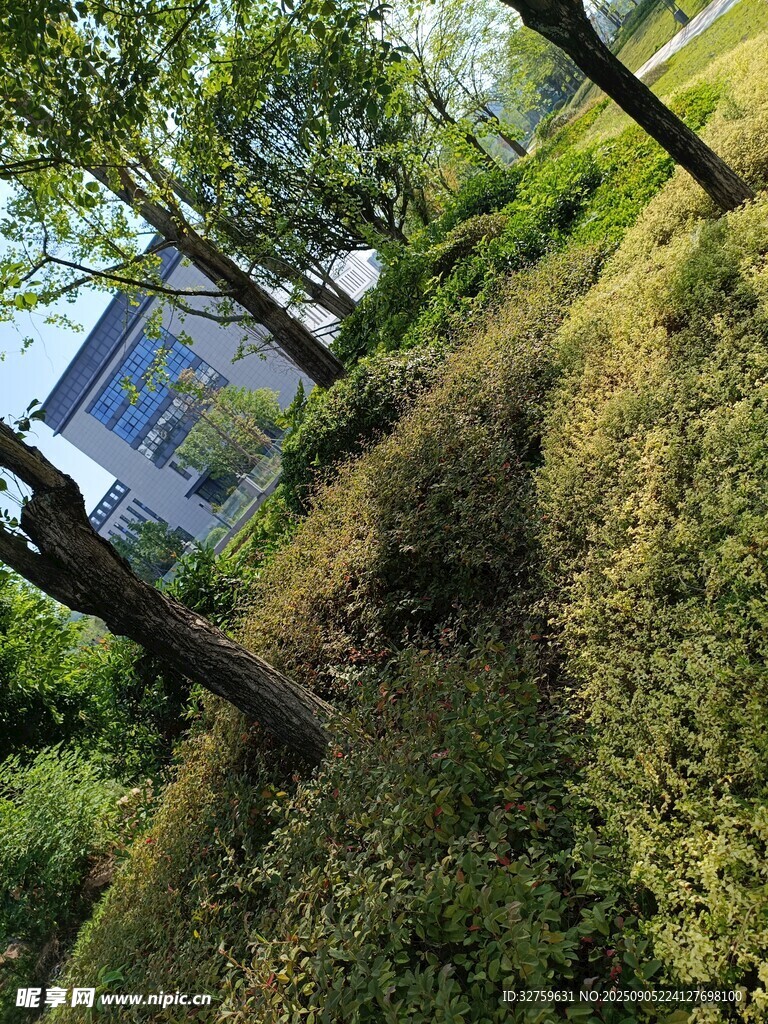 户外绿意盎然的自然景致