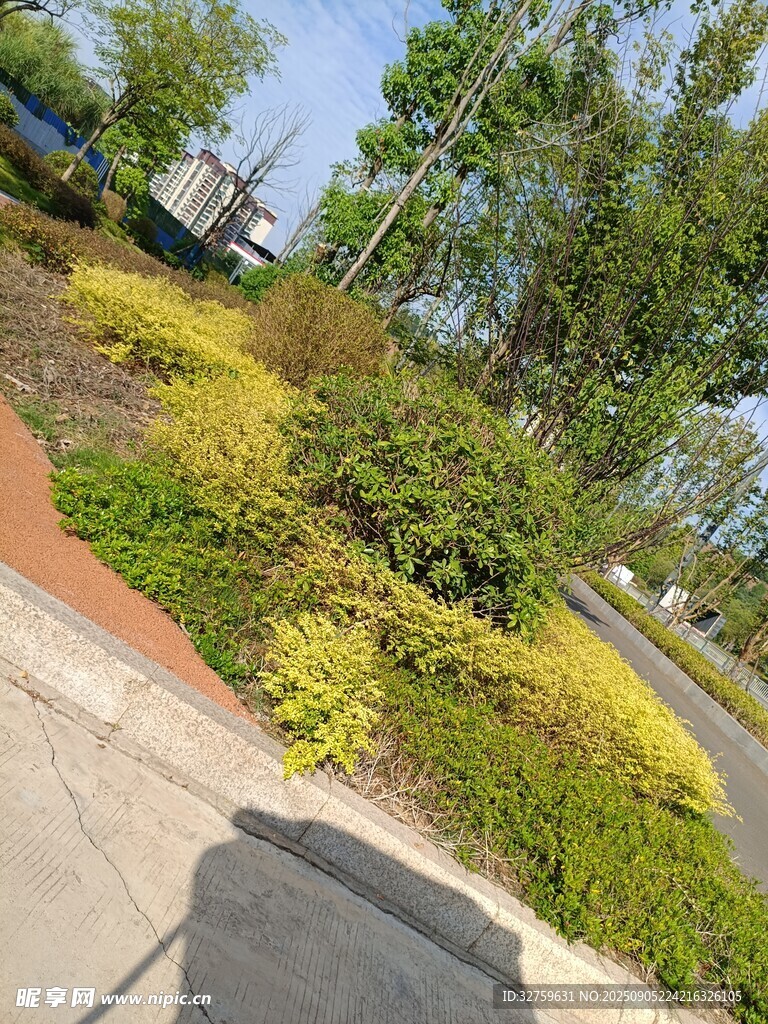 路边多彩绿植景观