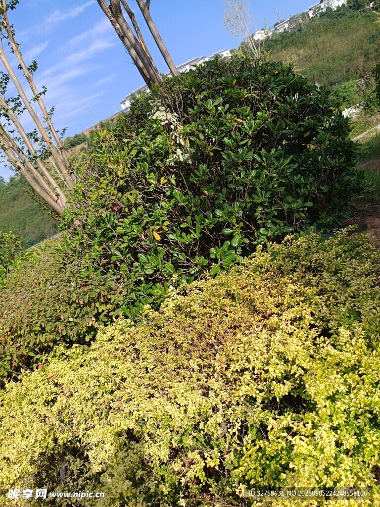 户外绿植景观一角