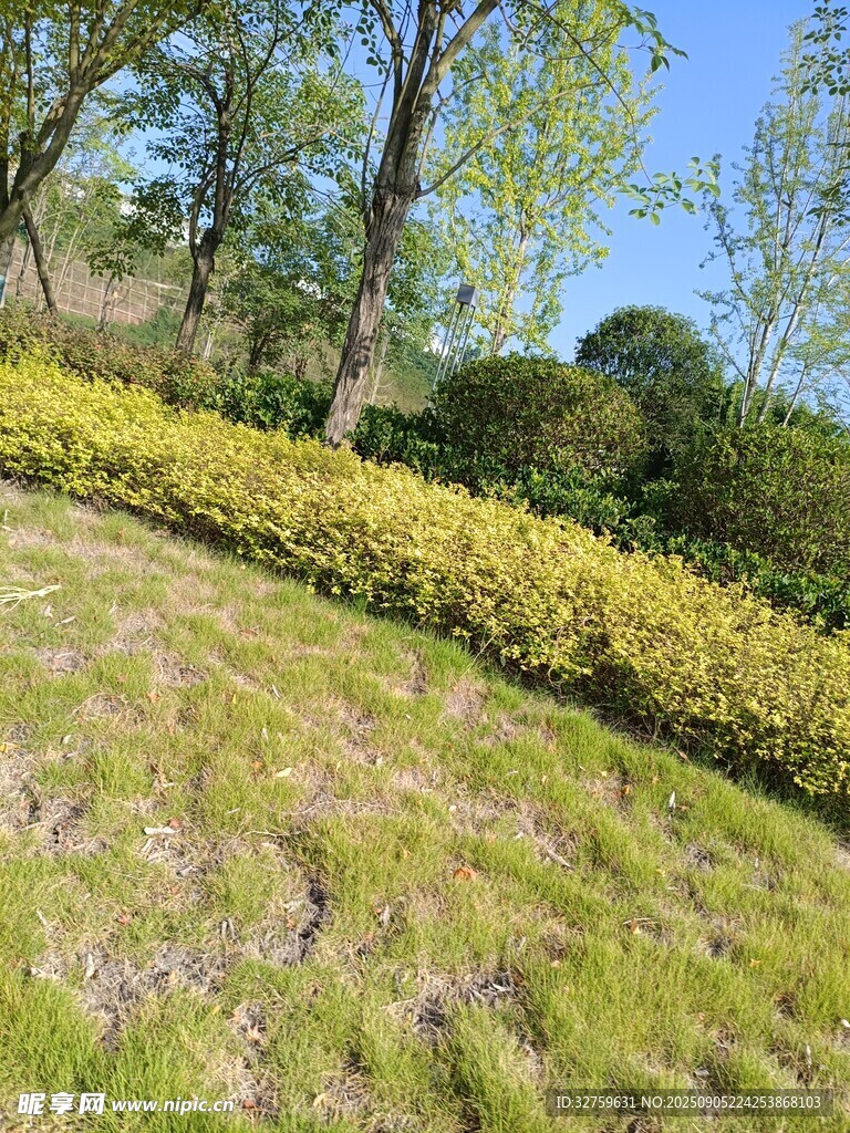 春日葱郁绿植景观