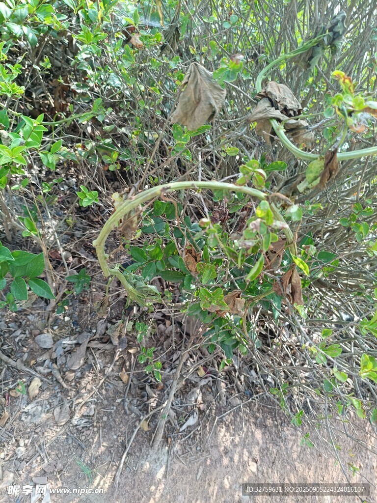 野外繁茂的绿植景象
