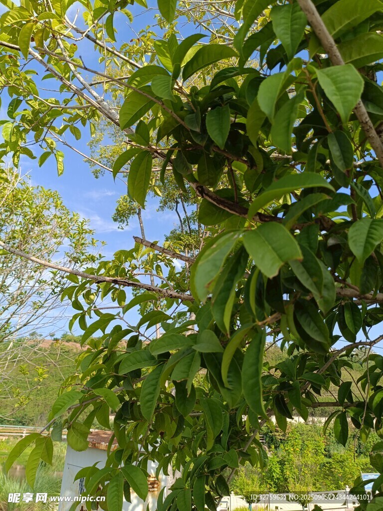 绿叶繁茂的河边树木景观