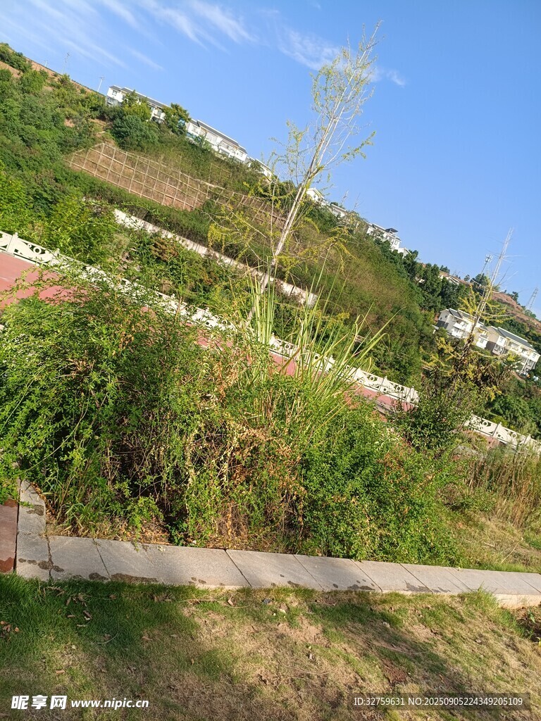 户外绿植景观小路