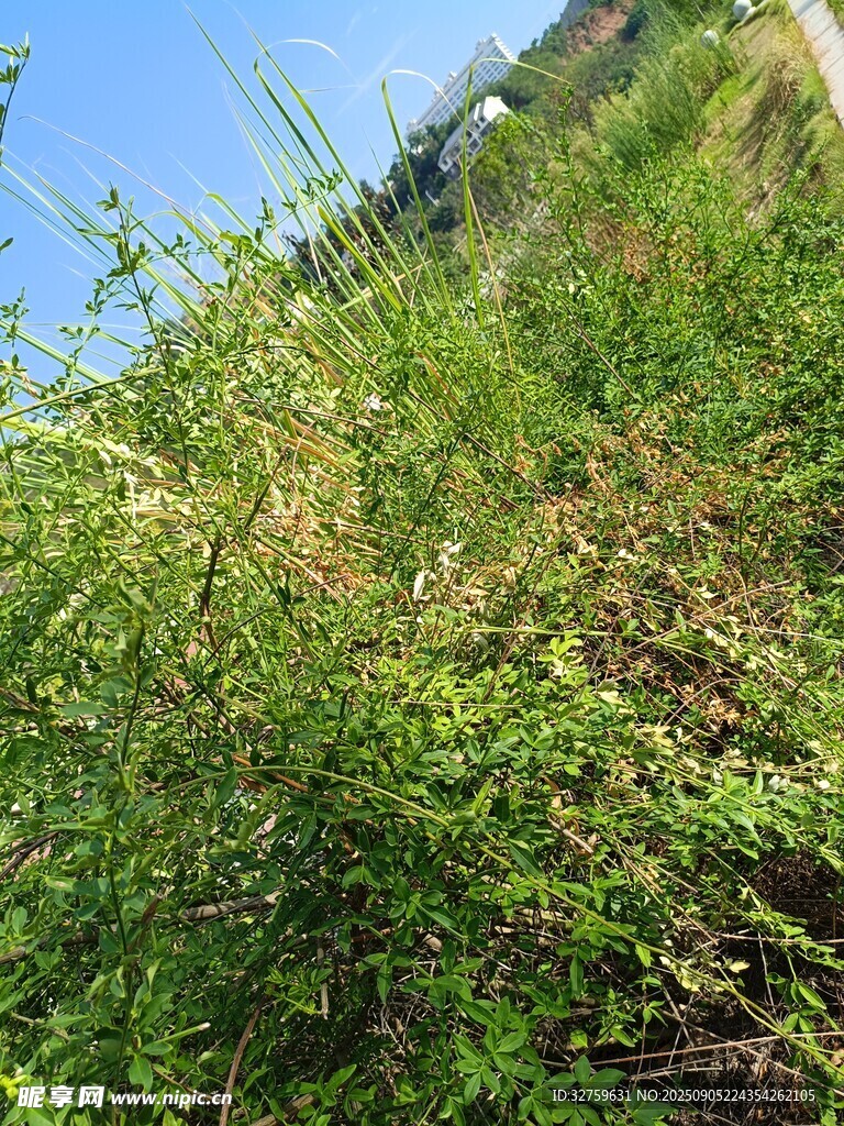 山坡上的繁茂绿色植物