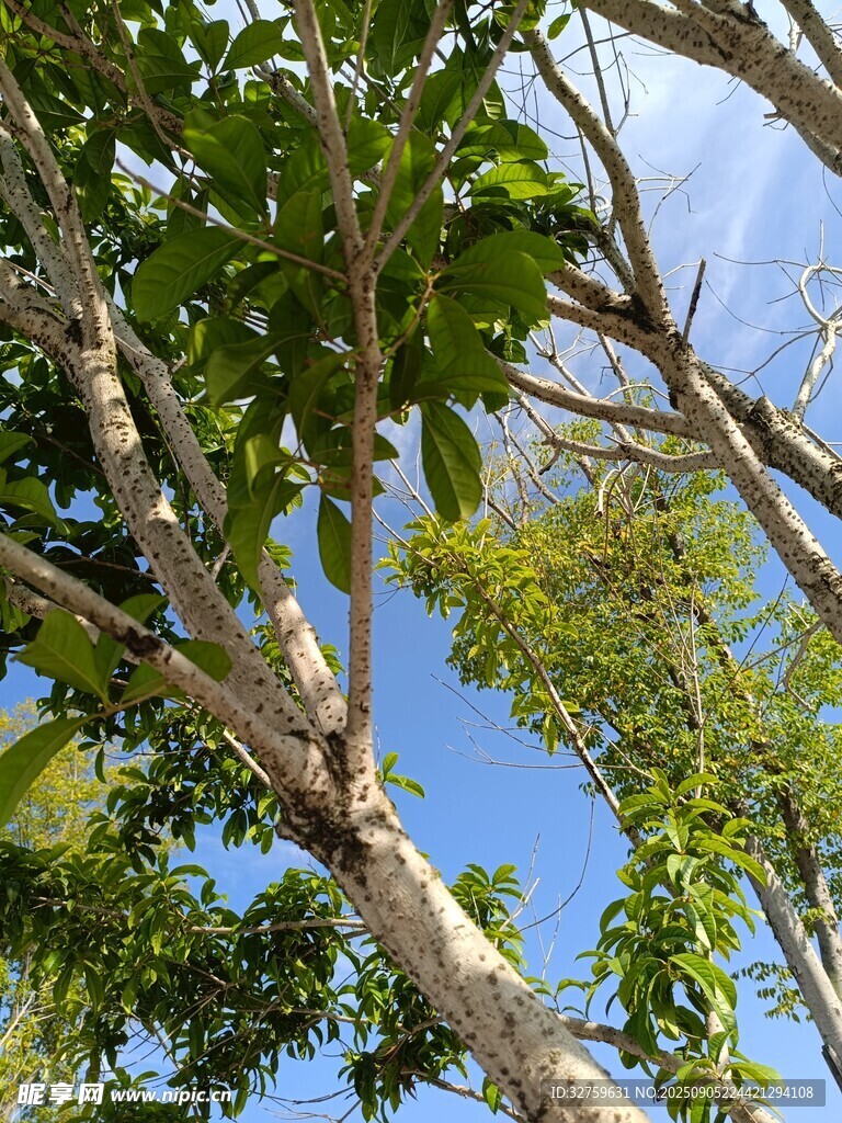 仰视繁茂树枝与蓝天