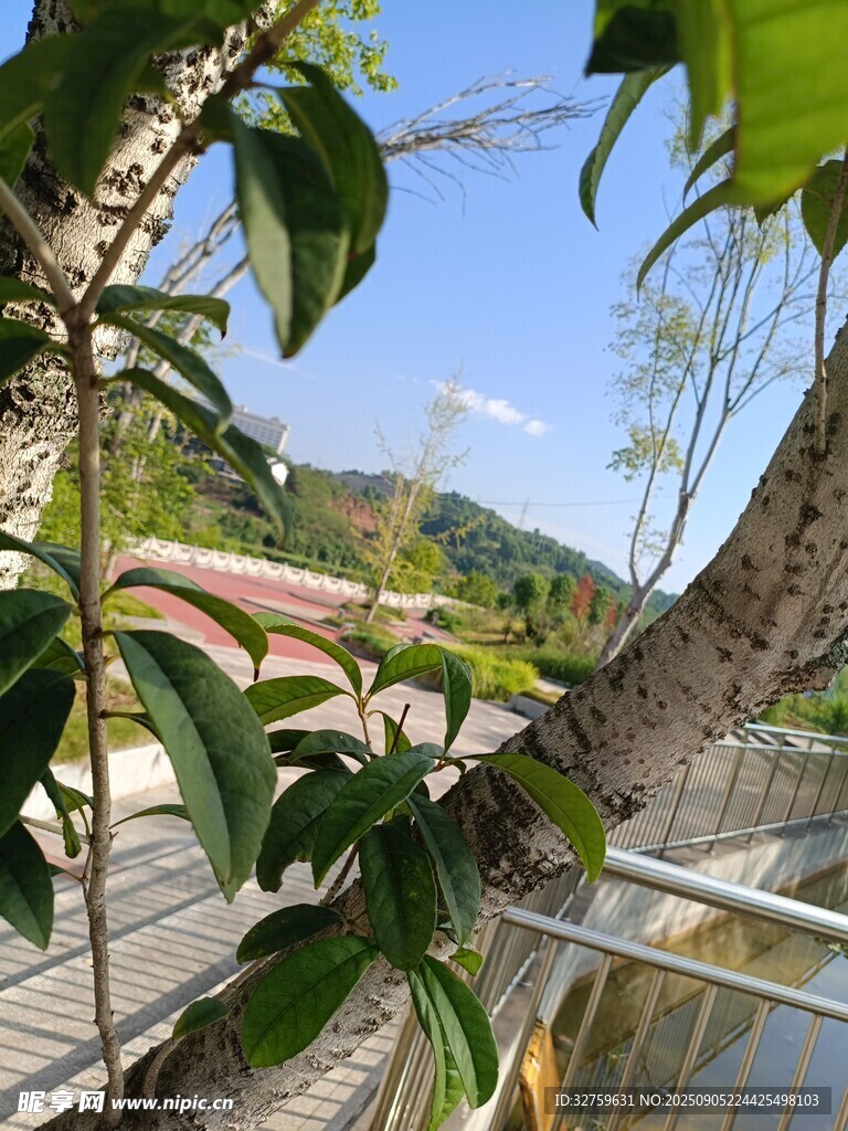 户外木栈道旁的绿植景观