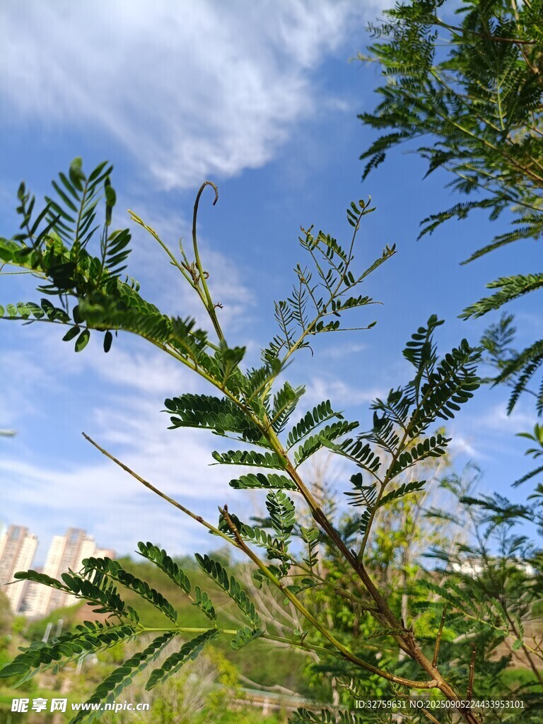 蓝天映衬下的翠绿枝叶