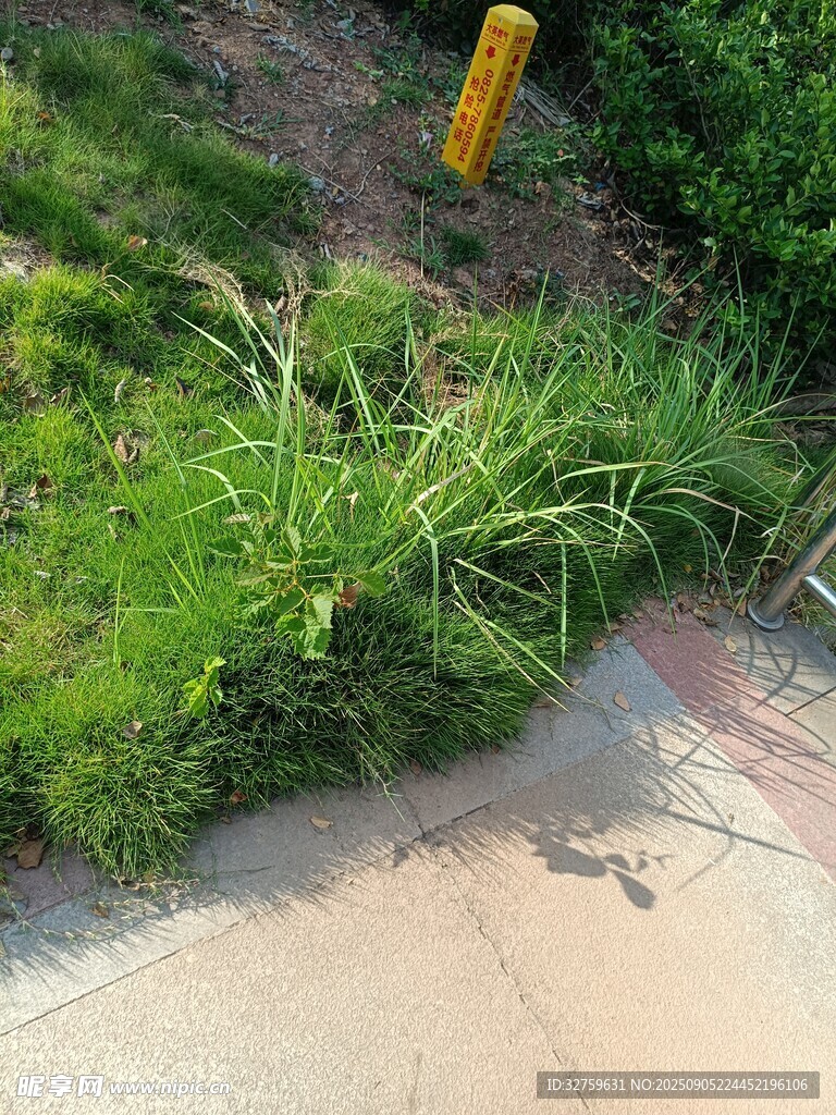 路边的绿色草丛