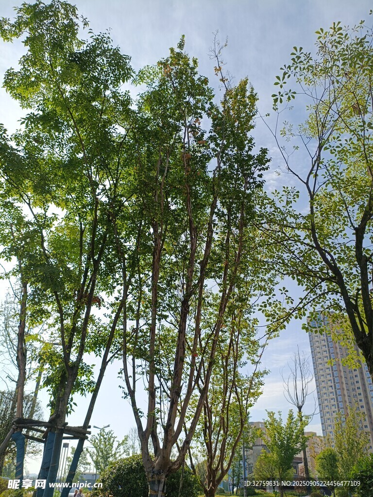 绿树成荫的户外景致