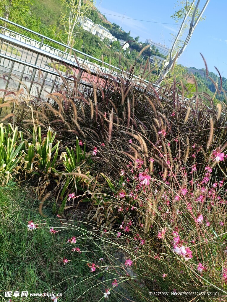 户外美丽花草景观