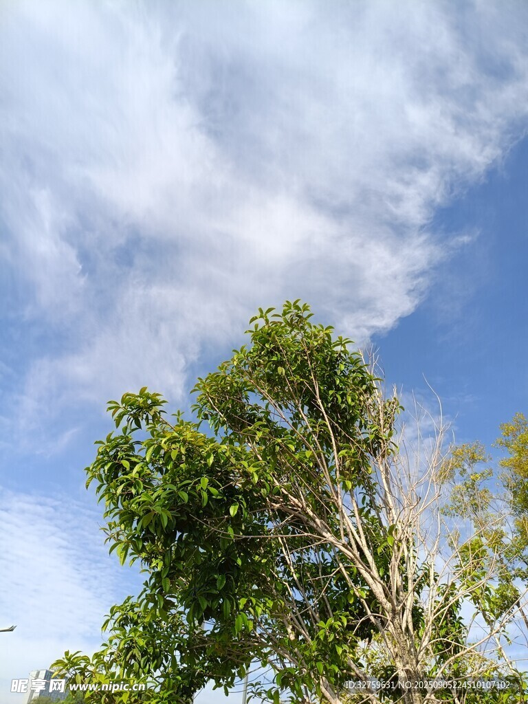 蓝天绿树美景