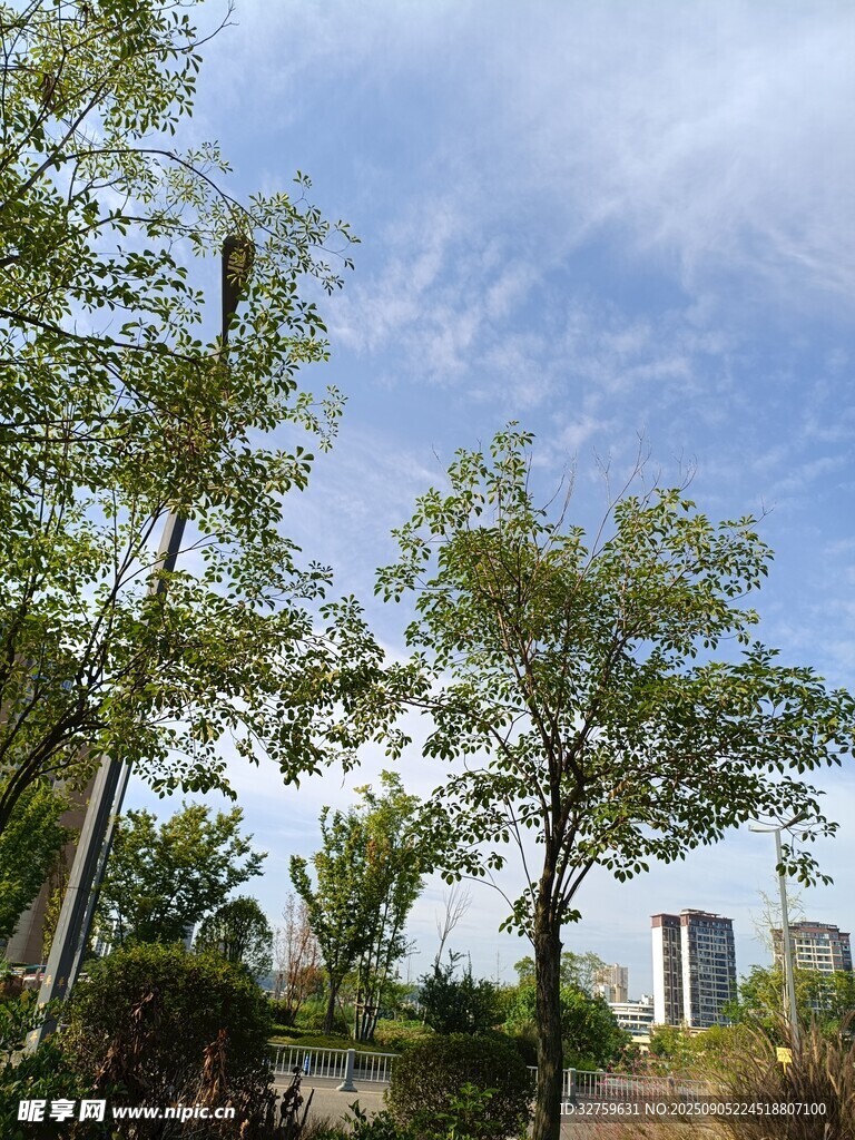 户外绿树蓝天风景图