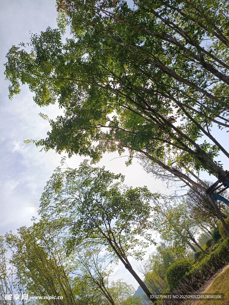 林间树木与蓝天美景