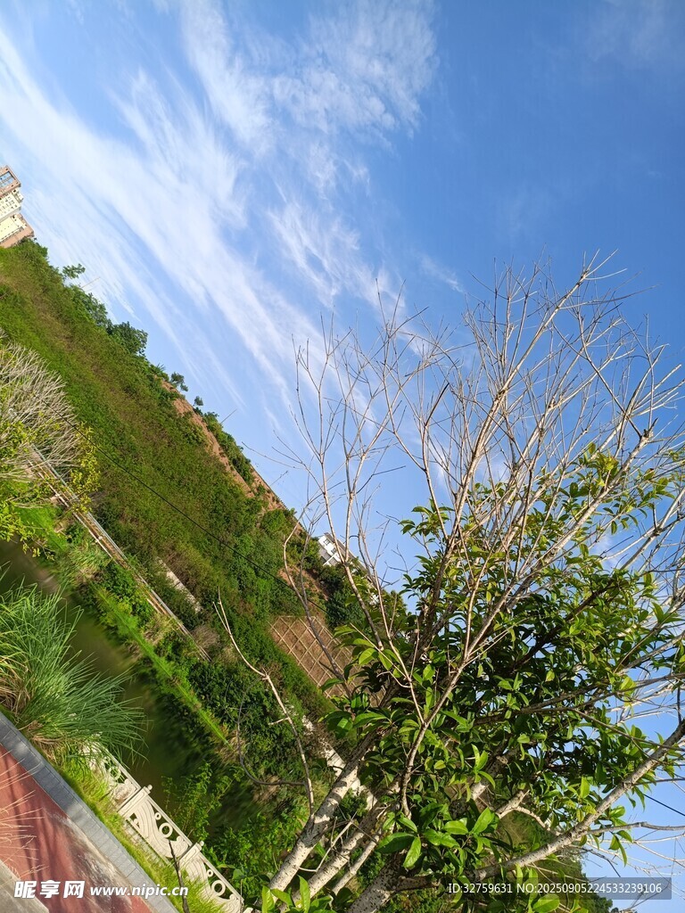 蓝天白云下的绿树风景