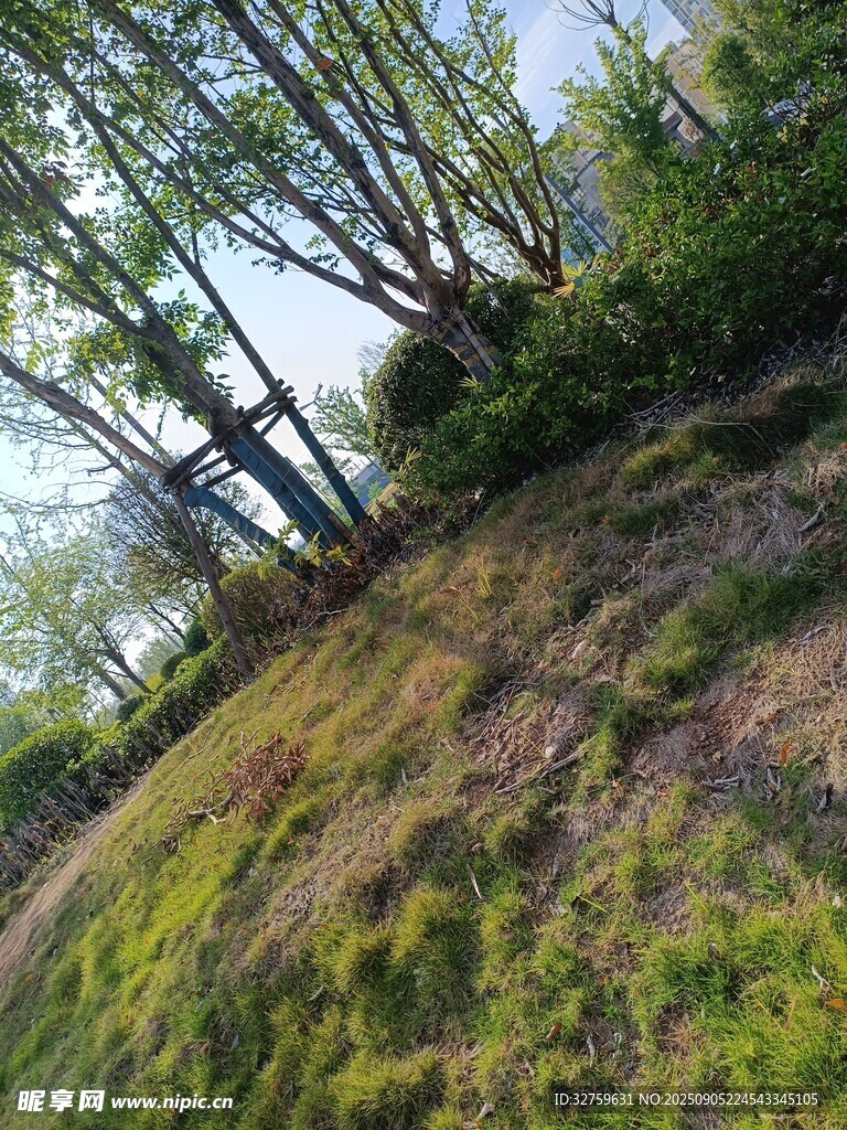 山坡上的树木与草地