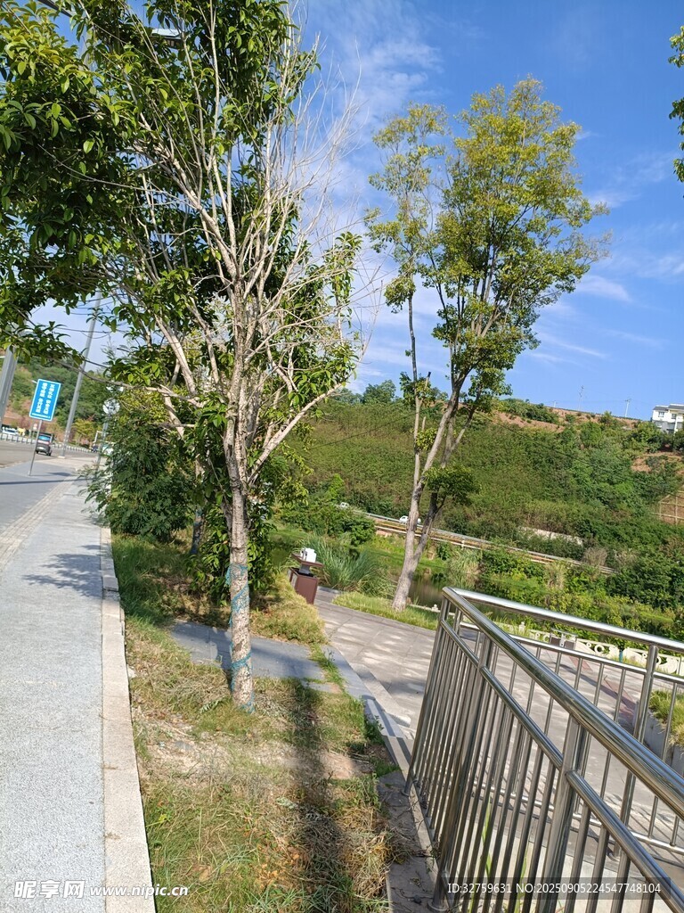 公园小径旁的绿树与栏杆