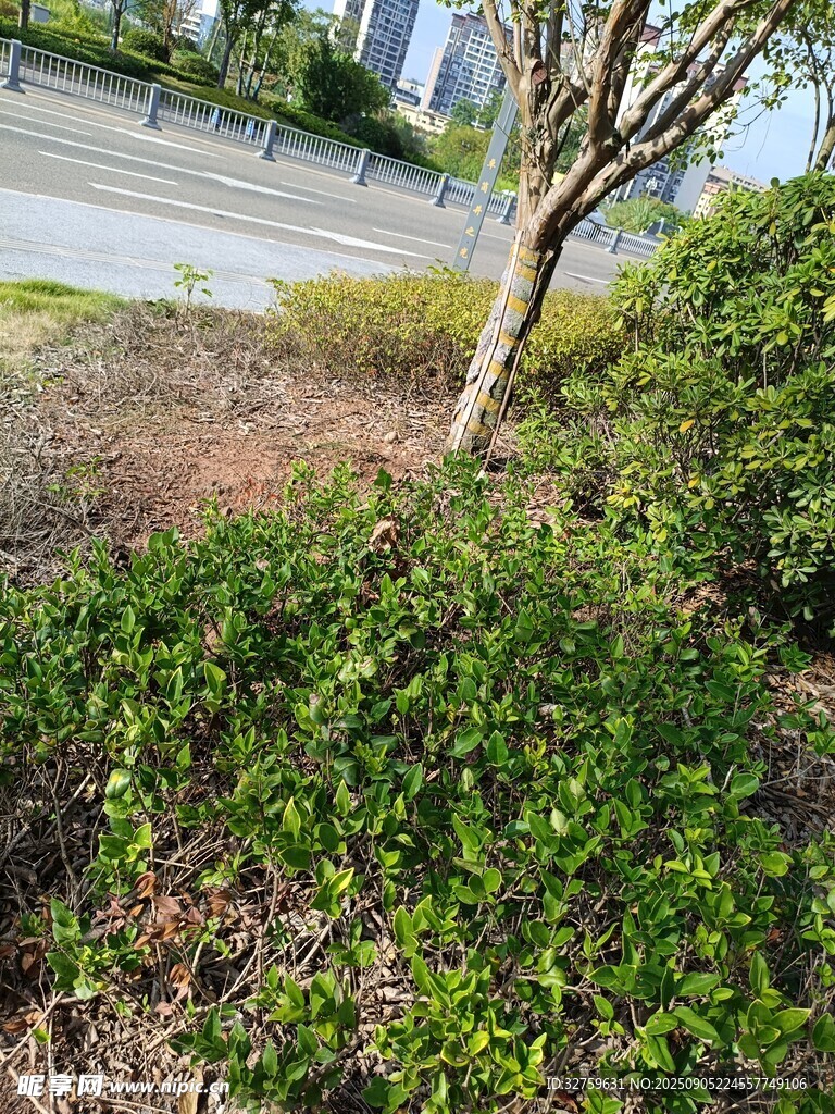 路边绿植景观