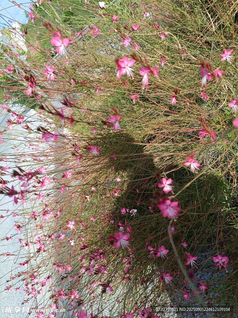 绽放的粉色小花植株