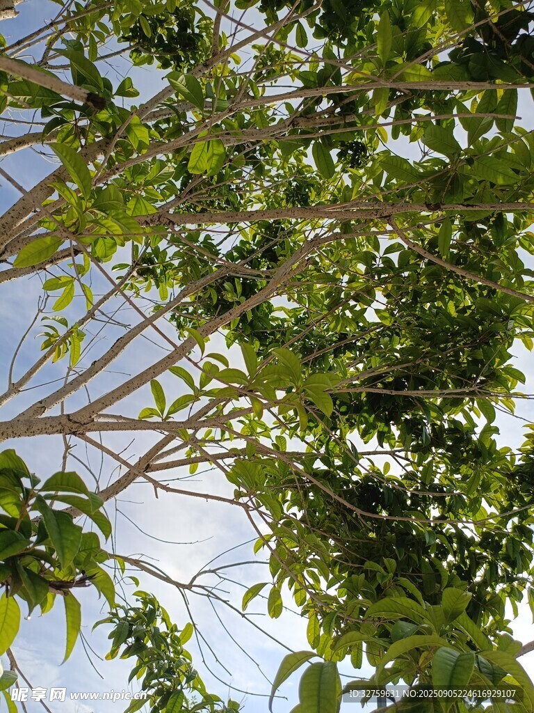 仰视繁茂枝叶蓝天
