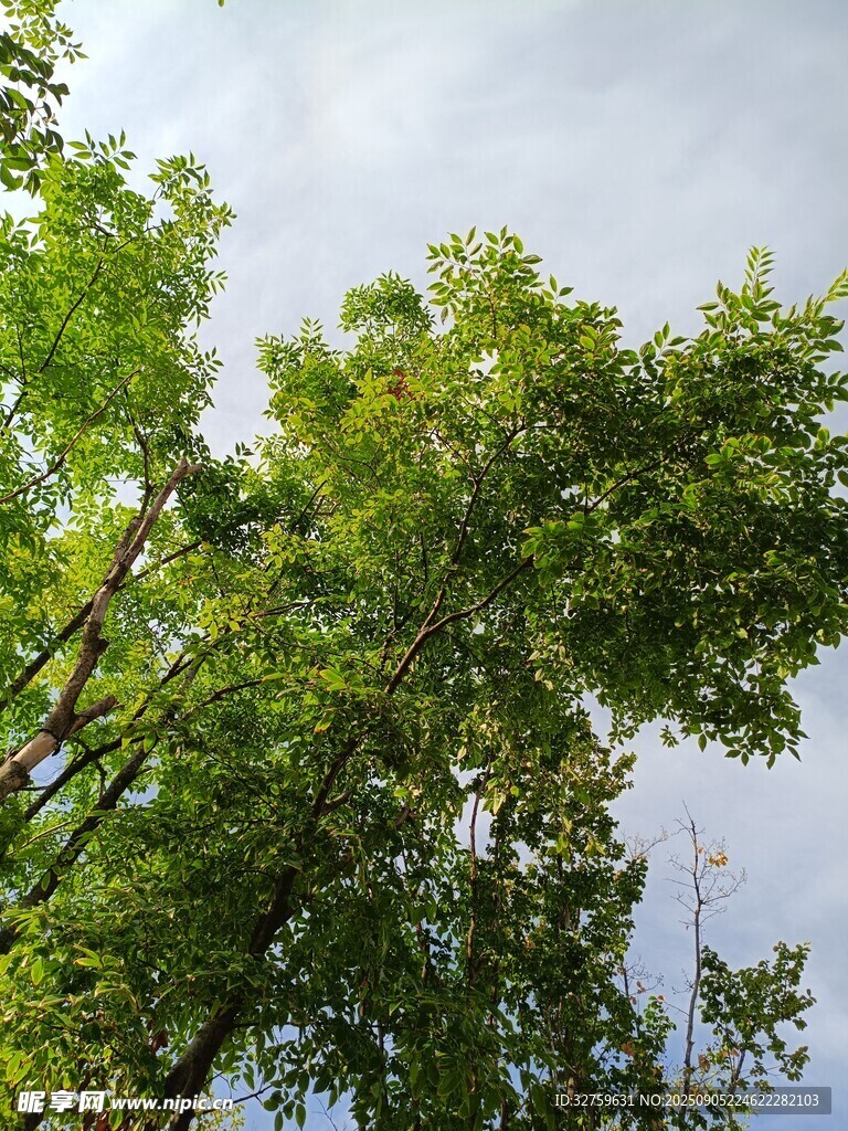 仰视葱郁树林