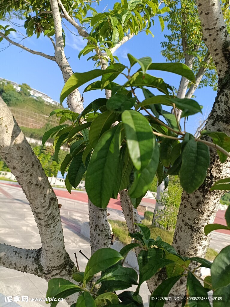 绿叶繁茂的枝头景色