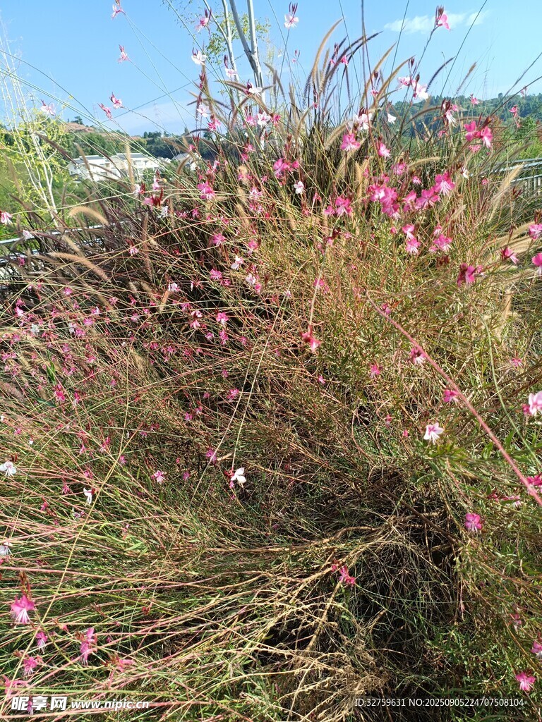野外粉色小花丛景观