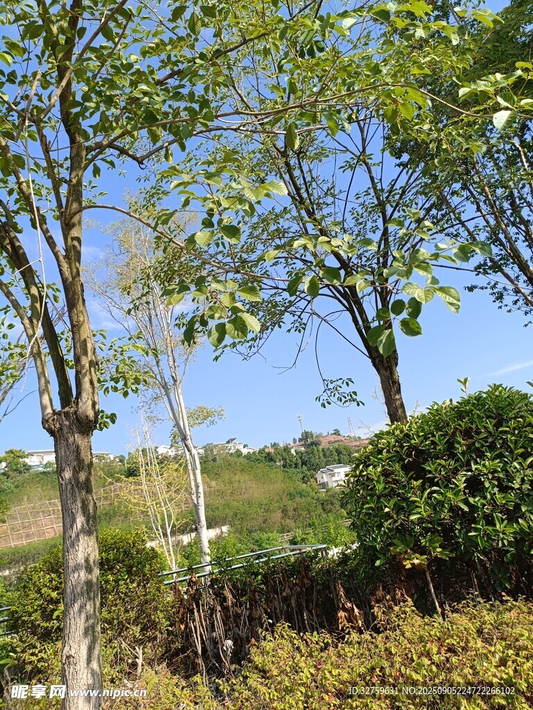 户外绿树景观