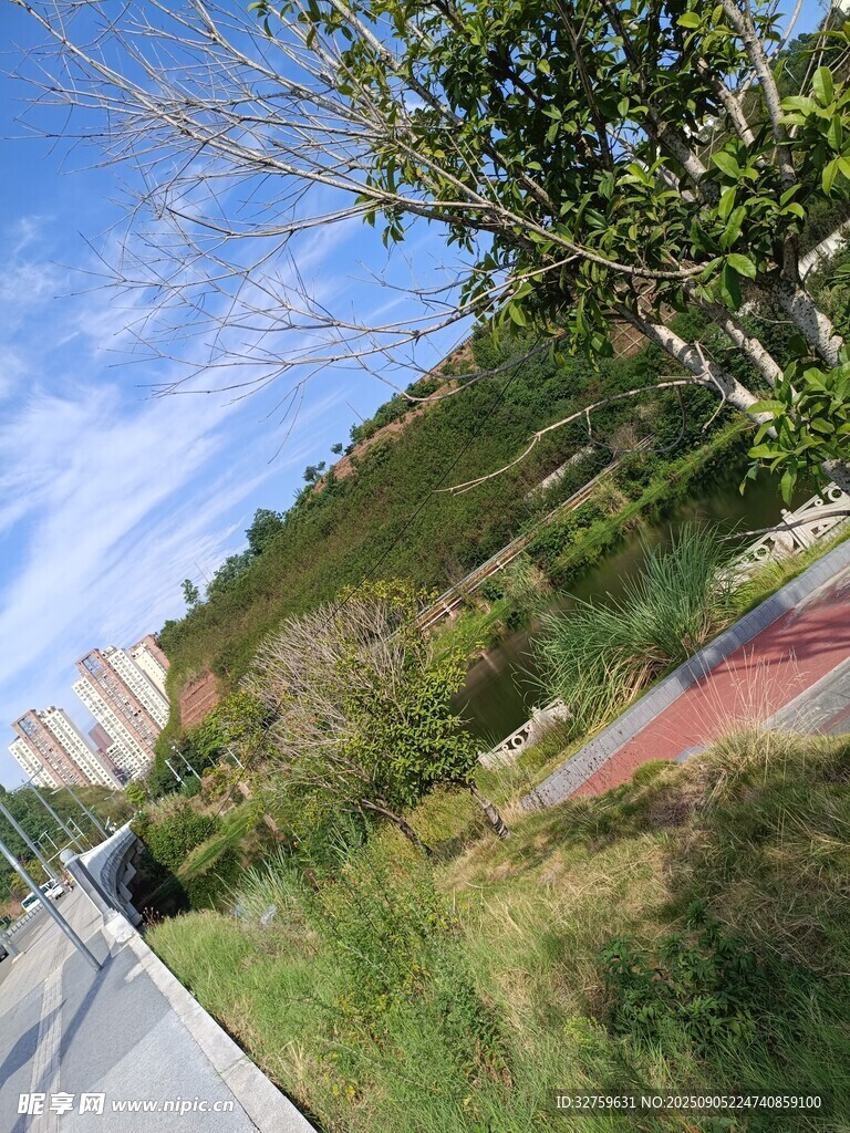 路边绿意盎然的自然景致