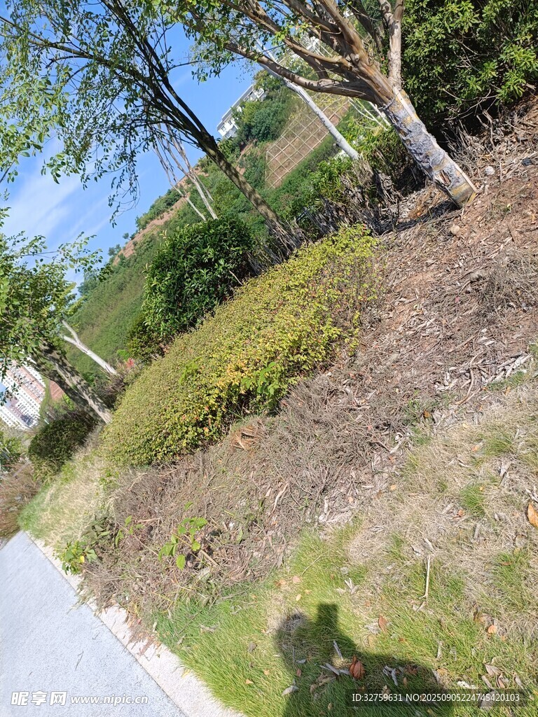 路边绿植景观