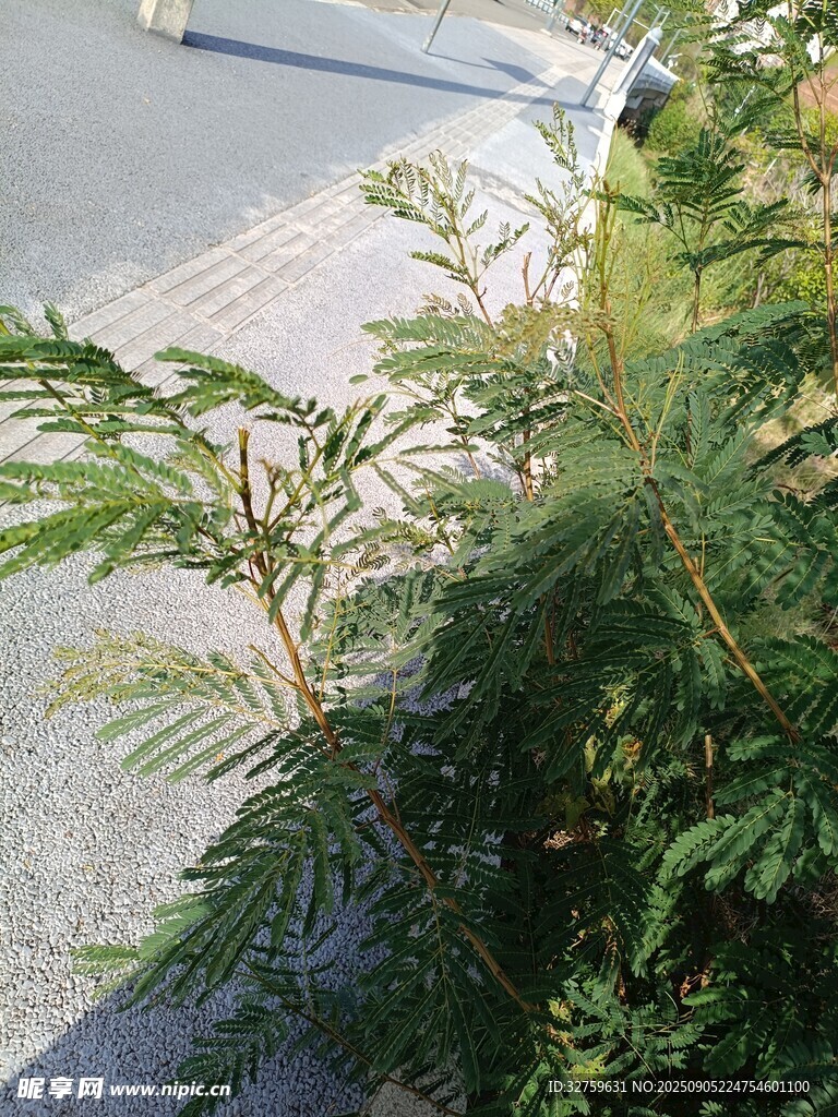 路边绿植特写