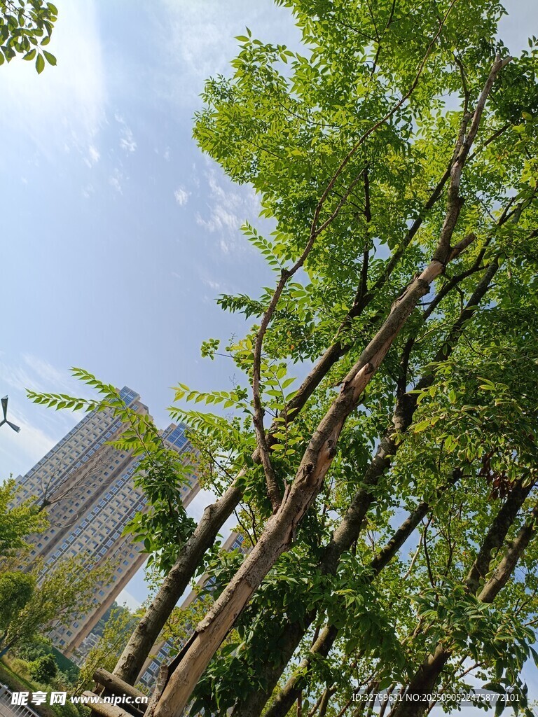 仰视葱郁树木与楼景