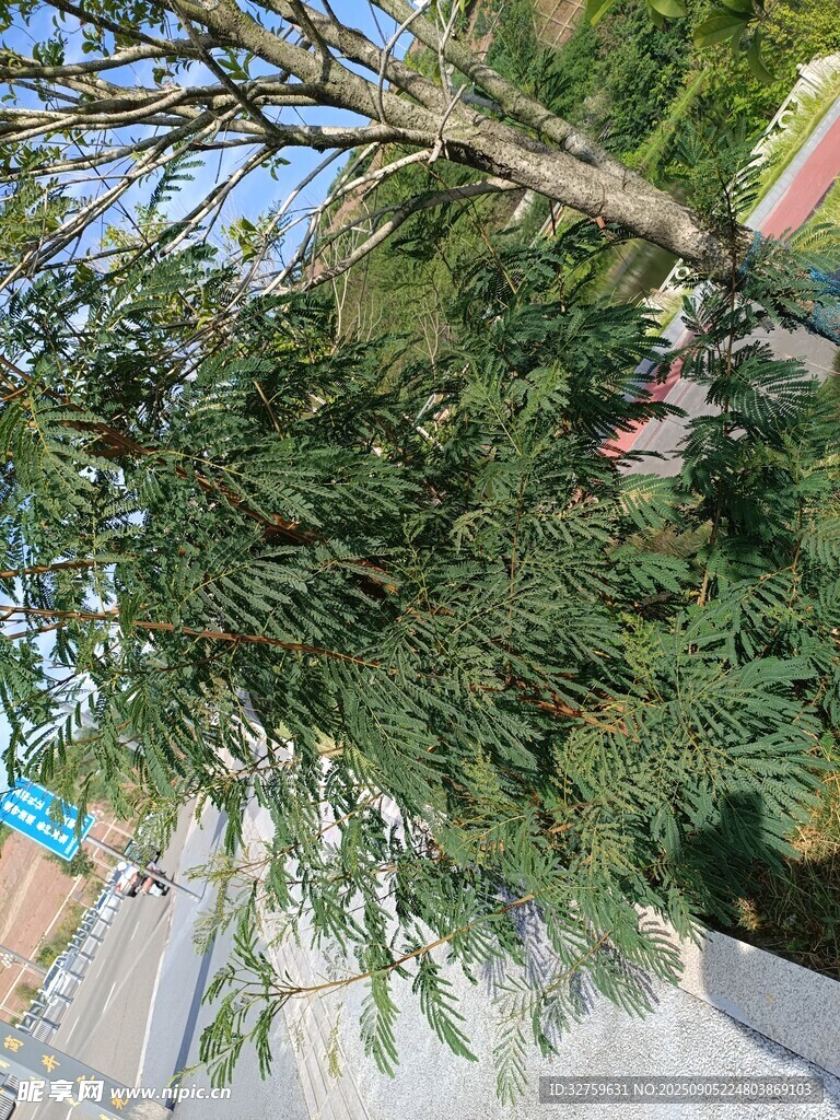 繁茂绿树 
