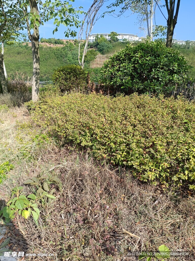 户外绿植景观