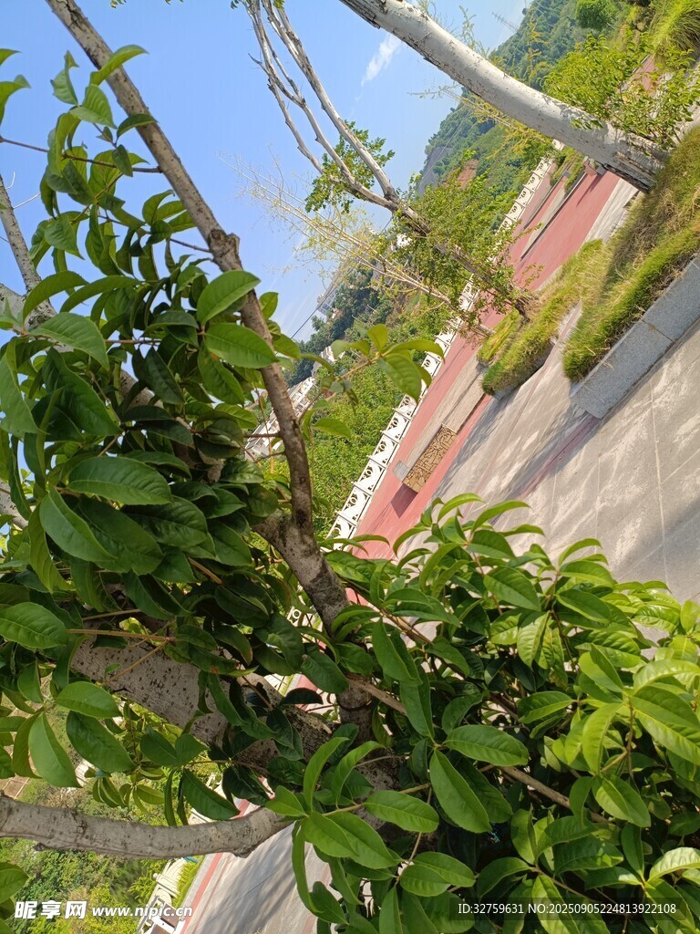 枝头绿叶繁茂的景象