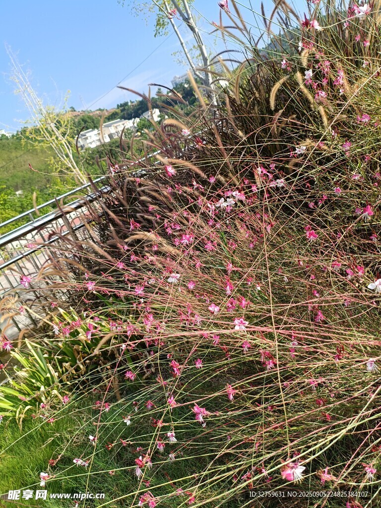 粉色小花丛中的自然景致