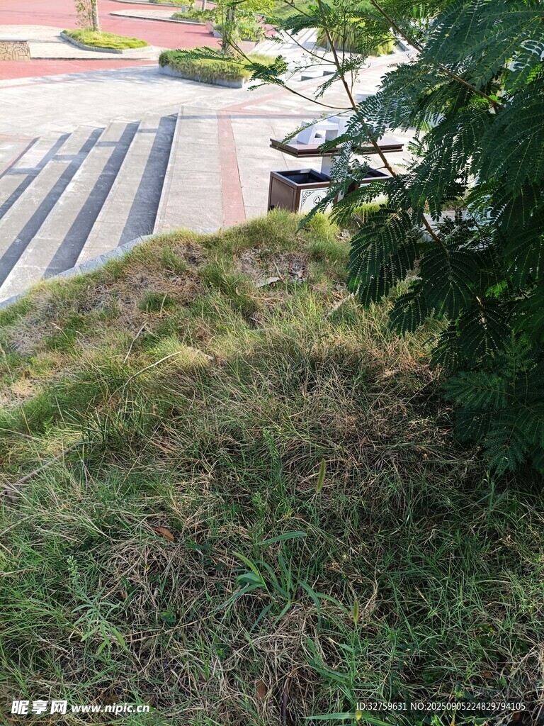 路边草地与树木景观