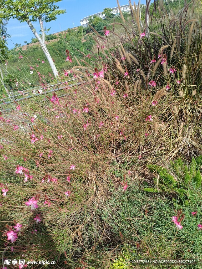 山坡上绽放的粉色野花