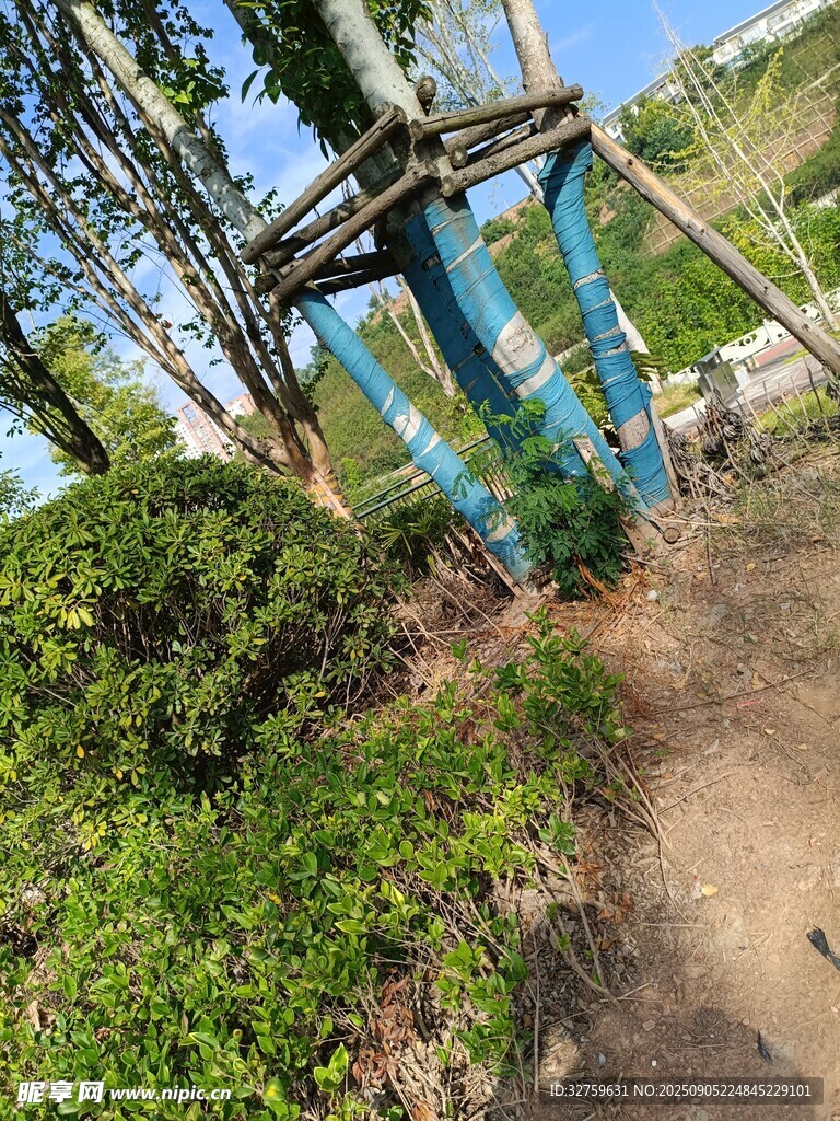 户外蓝色秋千与绿植景观