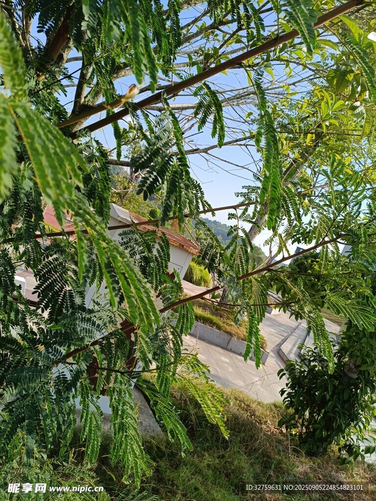 繁茂绿树与远处景致