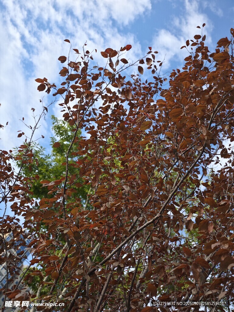 秋日红叶映蓝天