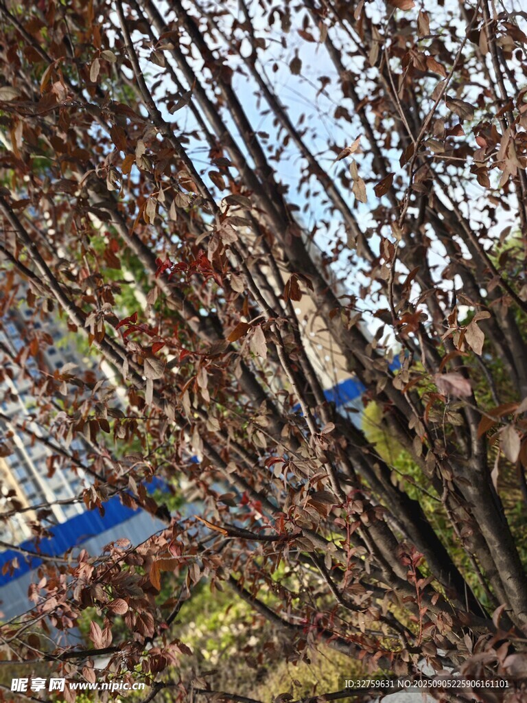 秋日树枝景象
