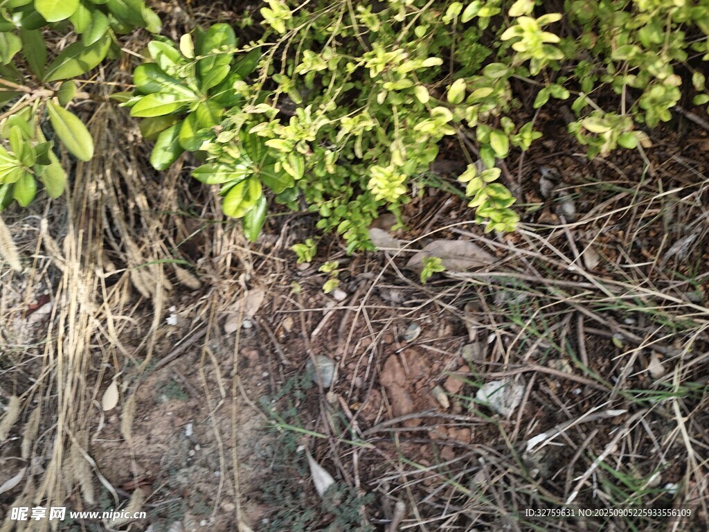 地面绿植与裸露根系景象