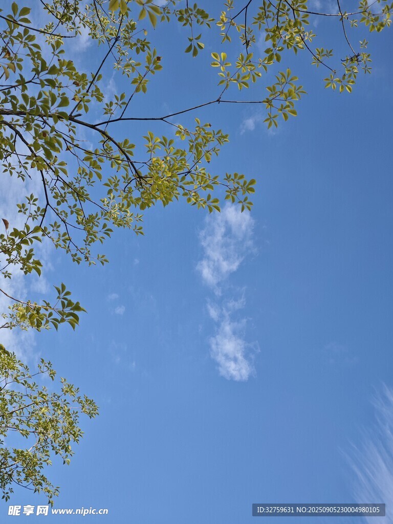 蓝天绿叶间的清新景致