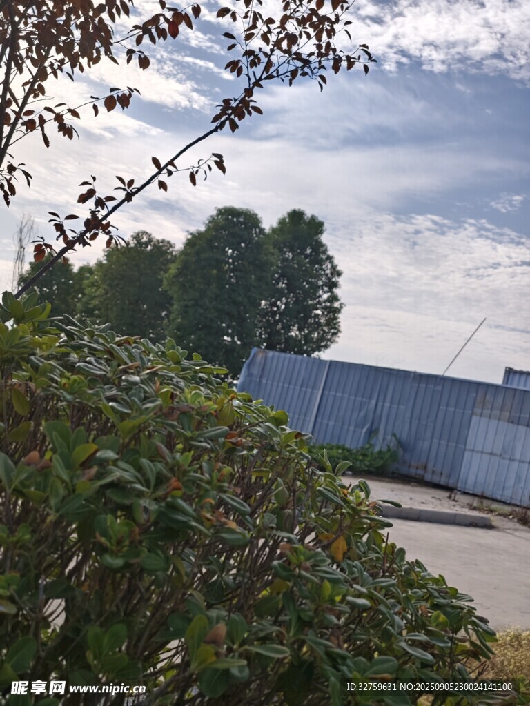 户外绿植与远处建筑景观