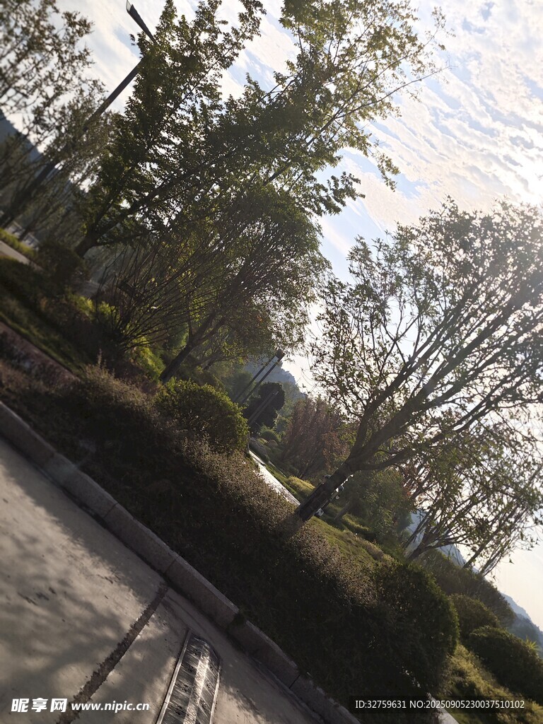 道路旁葱郁树木景观