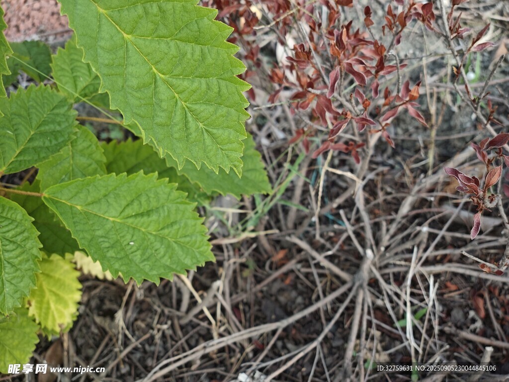 地面绿植与枯枝景象
