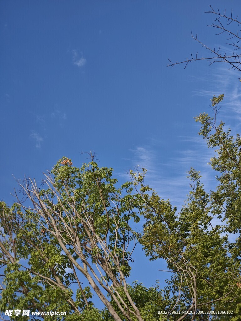 蓝天绿树间的清新景致